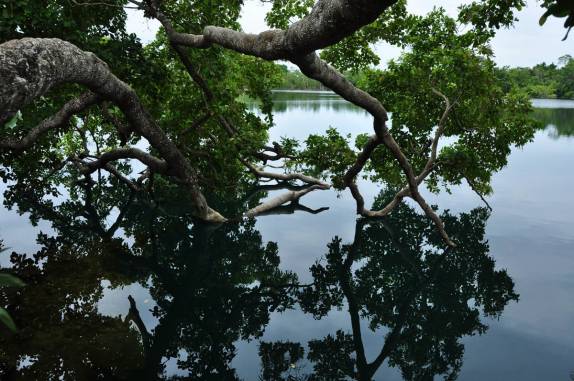 Árvore se debruça sobre o Cenote Azul, ao lado da laguna de Bacalar, no sul do Yucatán, no México